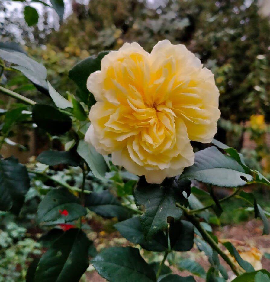 Как видите, ни одного больного листика. Лишь пчелы-листорезы вырезали из листов окружности, для создания гнезд. Мы почему-то решили, что это именно пчелы-листорезы побывали у нас в гостях.