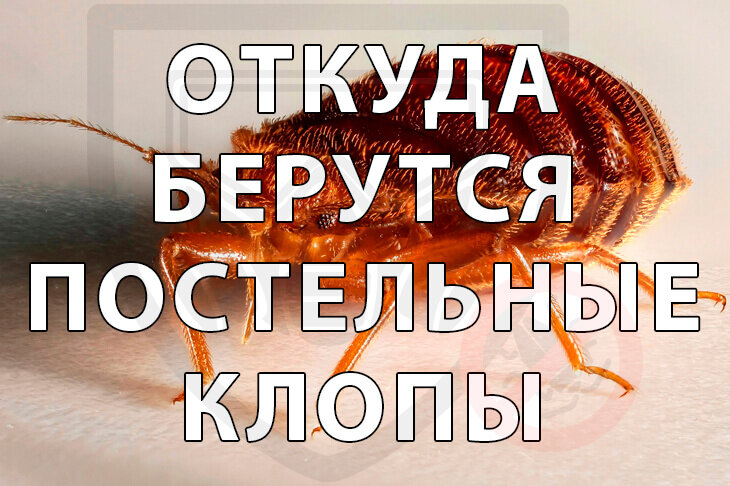 Откуда берутся постельные клопы?