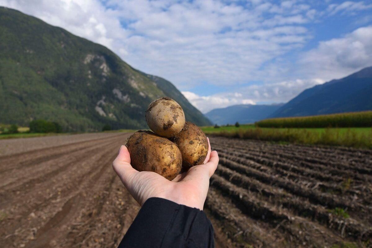 Первый урожай картофеля. Урожай картошки. Огромный урожай картофеля. Сбор урожая. Картошка в огороде.