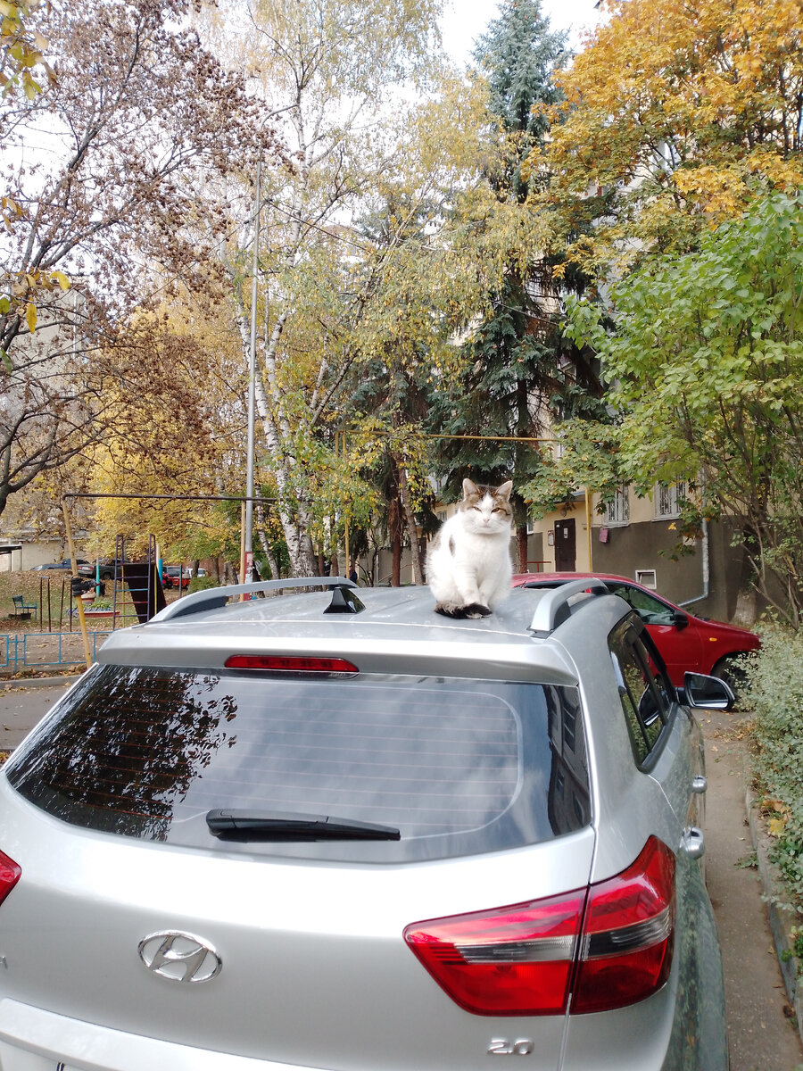 Типичный нарцисс