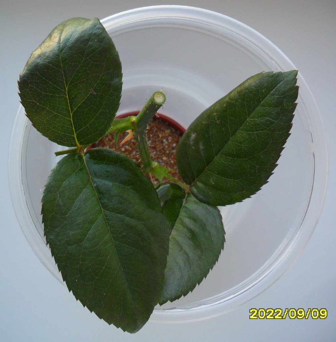 Первый черенок розы Блаш в начале эксперимента