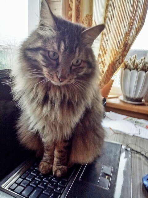 Урман-кот ученый (Авторское фото) 