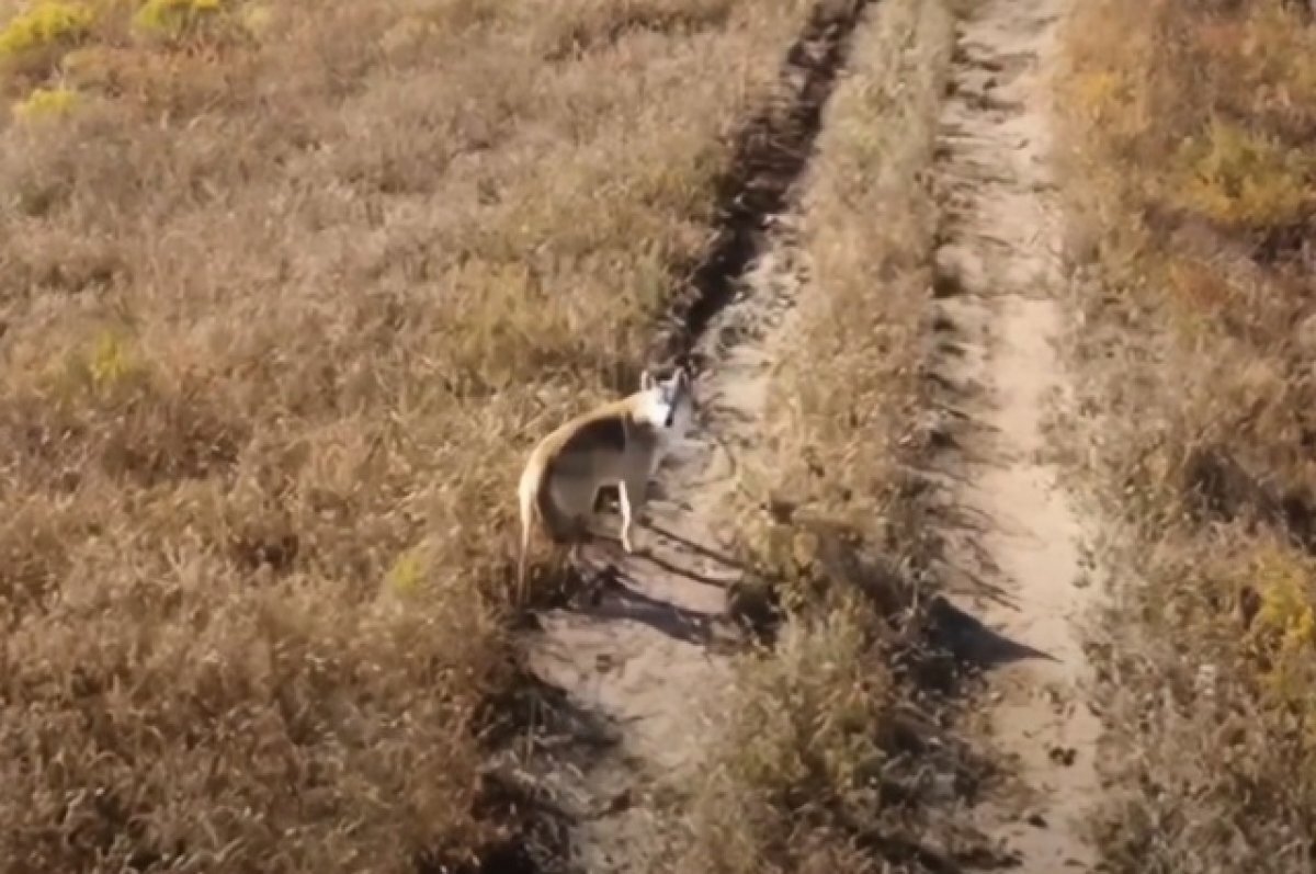    В нацпарке «Земля леопарда» в Приморье впервые обнаружили волка