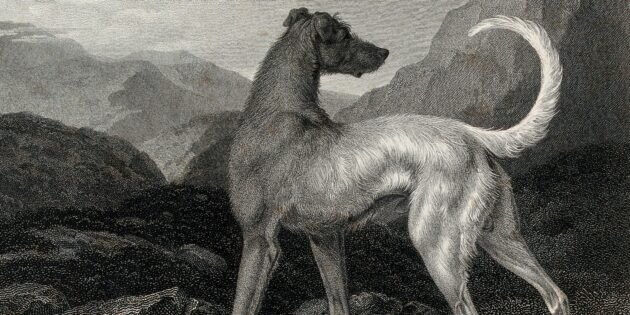 Ирландская борзая в горном пейзаже, 1804 г. Филип Рейнагл. Изображение: Wellcome Library / Wellcome Images📷
