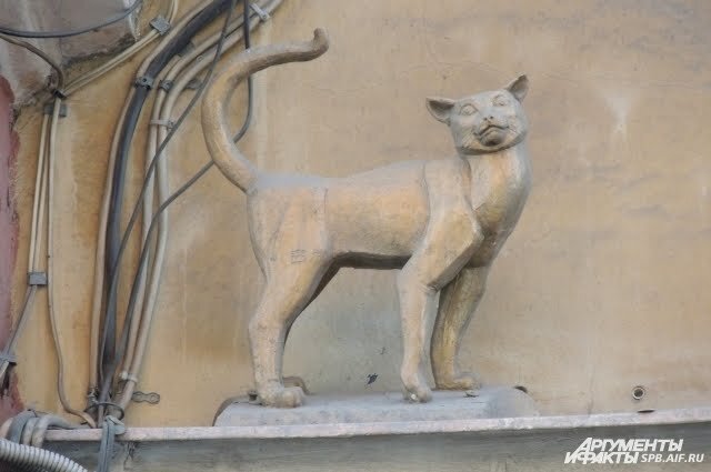 Кошка Василиса прогуливается по карнизу дома на Малой Садовой улице. Фото: АиФ / Яна Хватова