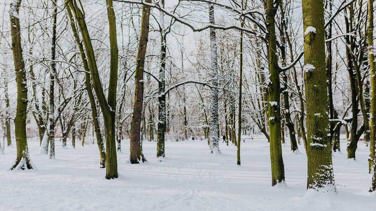 Прогноз погоды Москва - Санкт-Петербург. Фото: www.piqsels.com