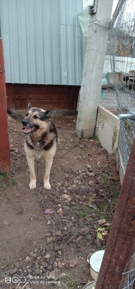     фото: Анна Орлова/"Инициативная группа по защите животных"