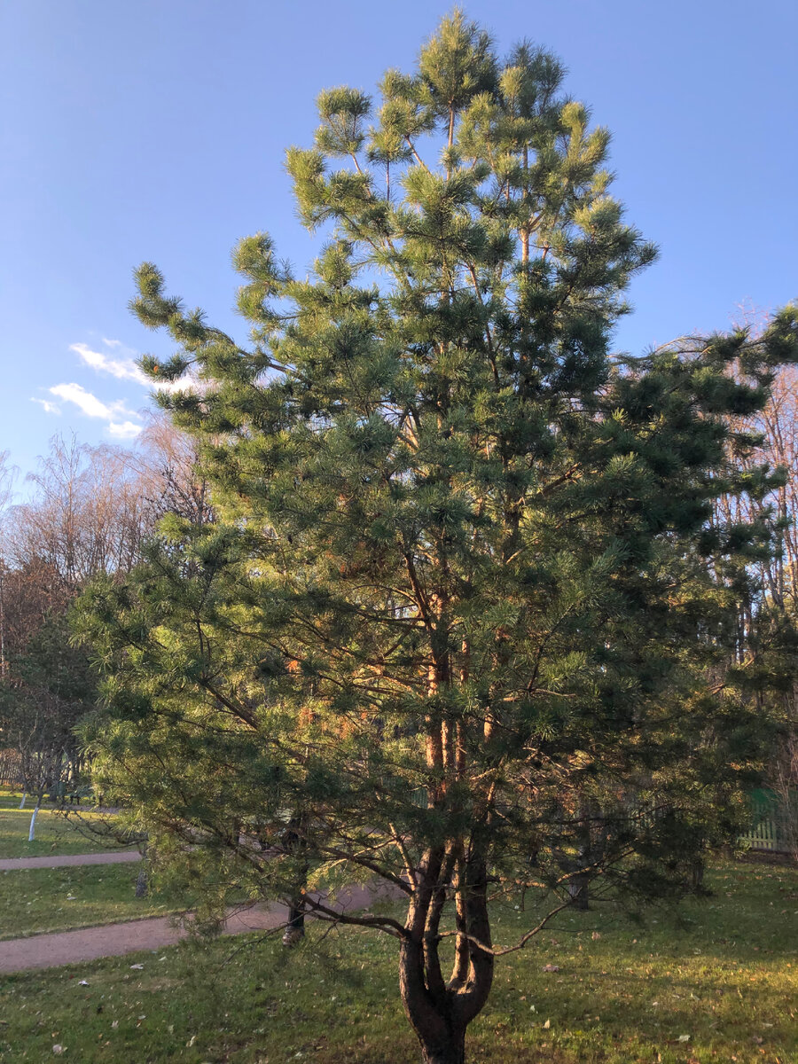 Сквер Пастернака 