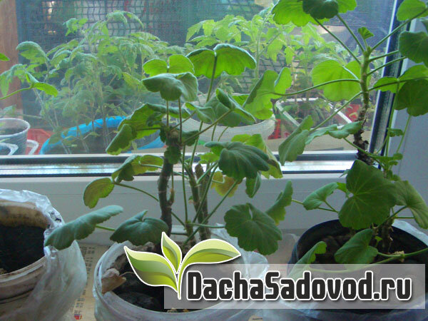 Укорененные черенки пеларгонии ранней весной. Фото автора (dachasadovod.ru)