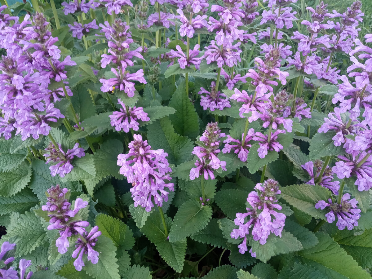 Буквица грандифлора. Буквица Бетоника Betonica officinalis. Буквица (Betonica grandiflora). Stachys macrantha.