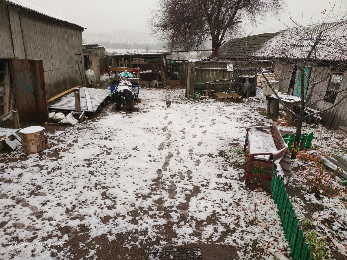 Следы мои по двору - в сарайки бегала. А слева - в торону гаража - папины ))