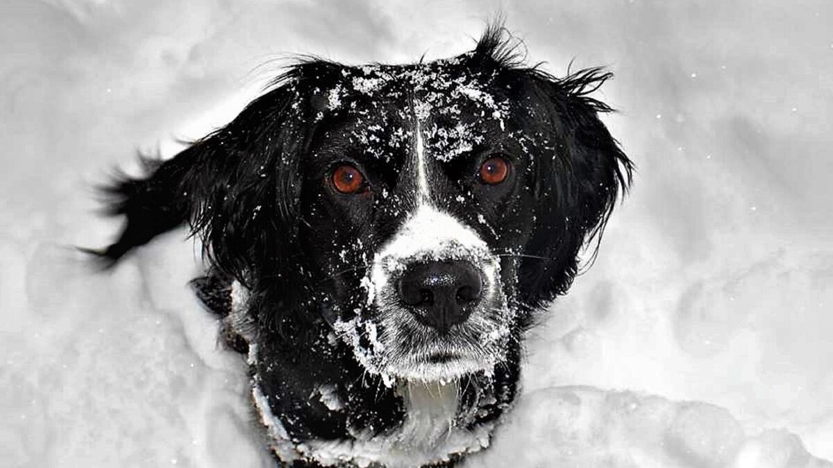 Вот почему снег может быть опасен для вашей собаки? | Dog Breeds | Дзен