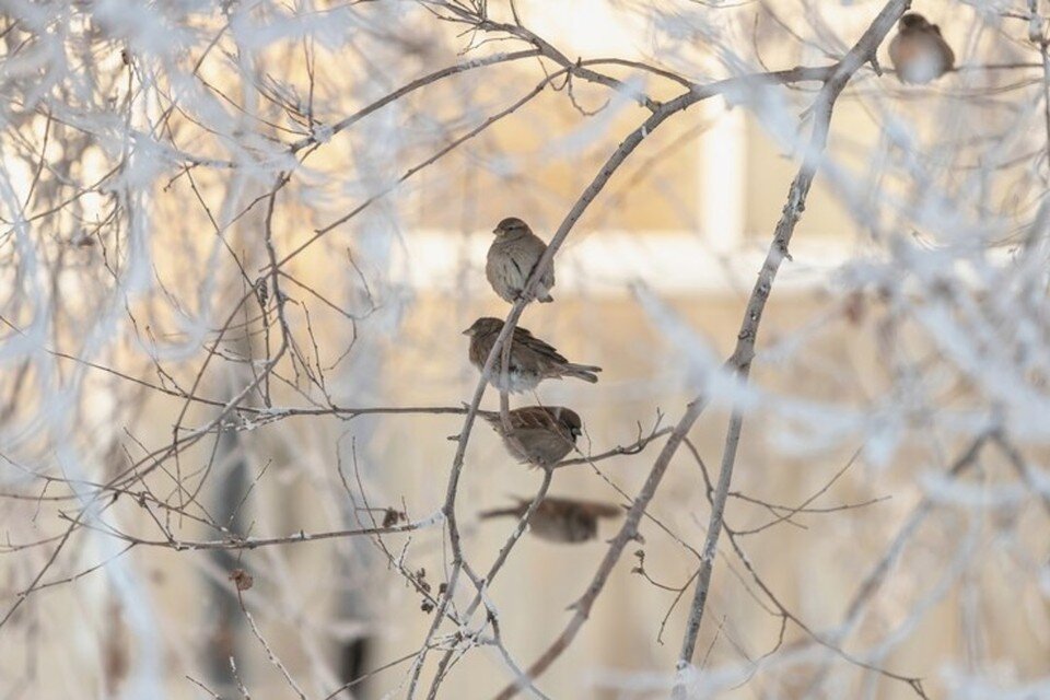     Родионов день отмечают 23 ноября - собрали приметы и запреты. Фото: freepik.com