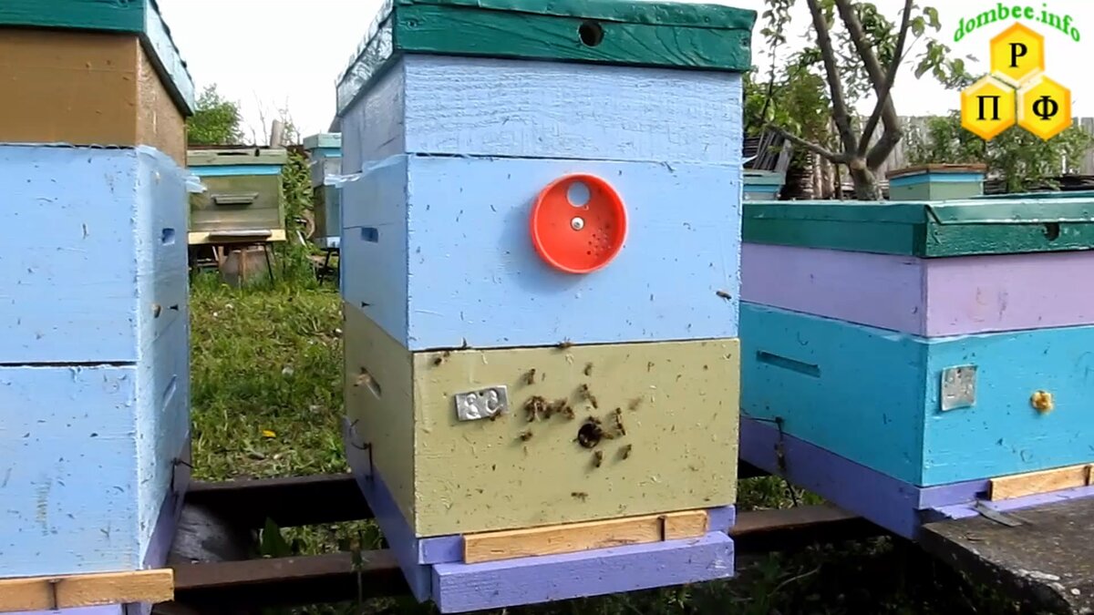 Пчёлы воровки на отводках.