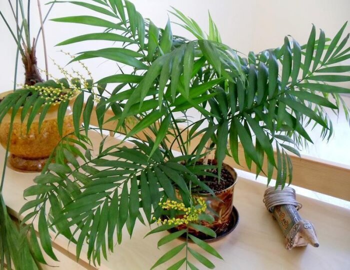 Комнатная пальма - правильные советы по уходу и выращиванию