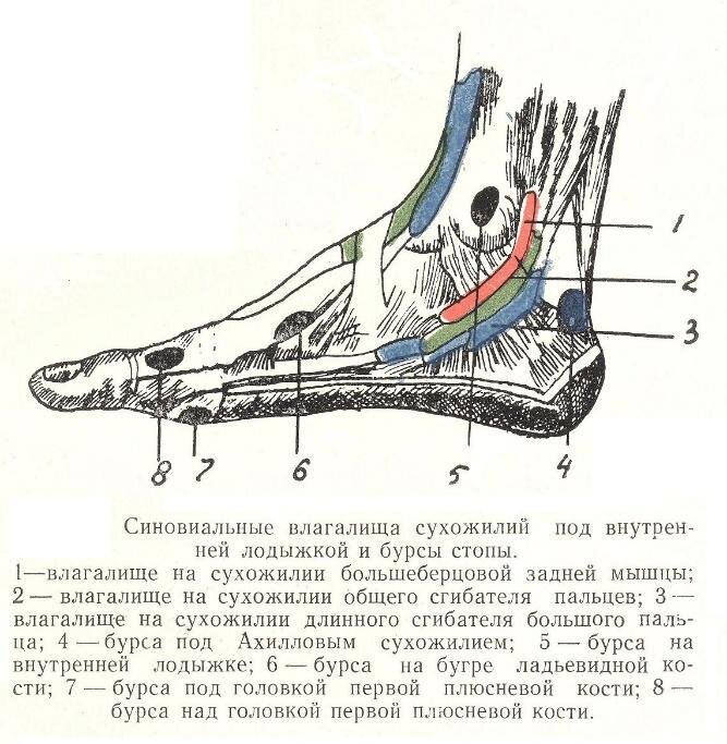 Бурсит стопы | Первая Медицинская Клиника | Дзен