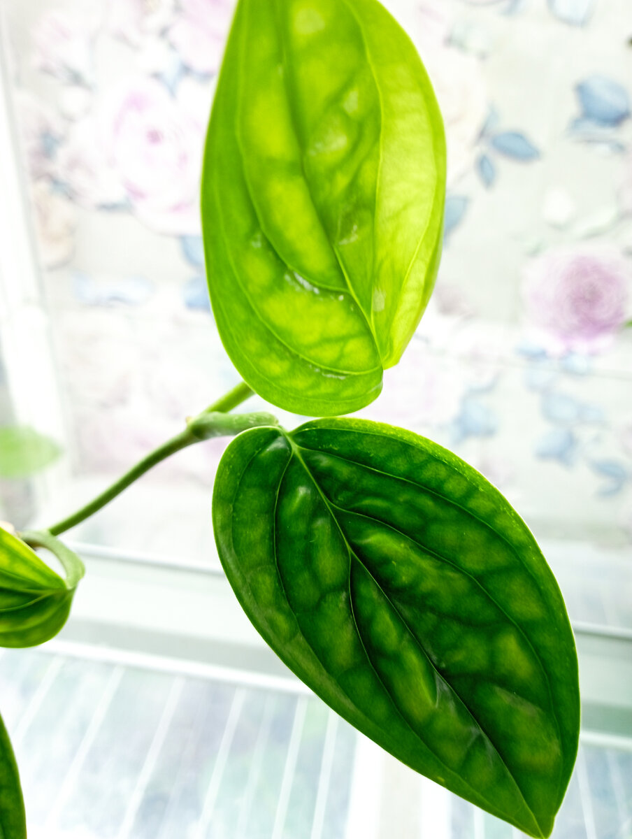 Фактура листа отчётливо видна. 