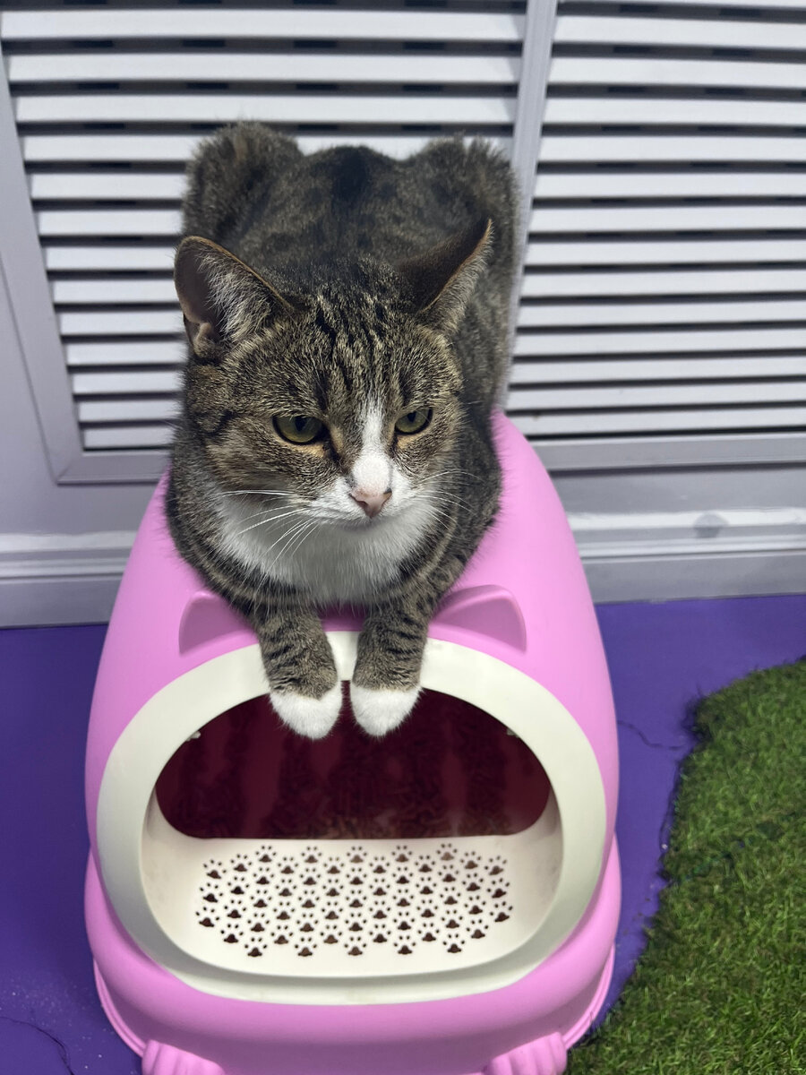 Сфинкс из FrrFrr House, чьи загадки приходится отгадывать 