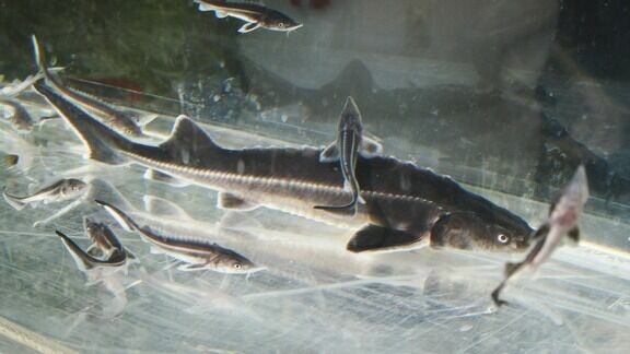     Уватский районный суд вынес приговор 61-летнему пенсионеру Тобольска за добычу рыбы, занесённой в Красную книгу, сообщает объединённая пресс-служба судебной системы Тюменской области.