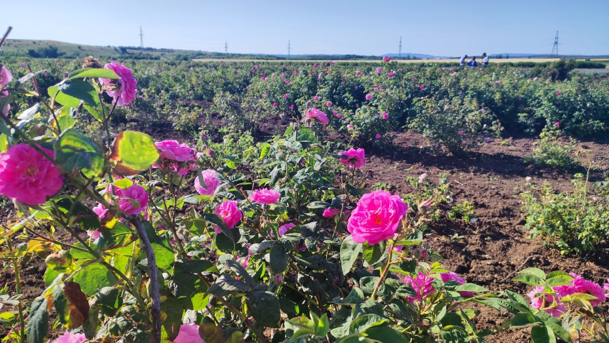 Миллион, миллион, миллион алых роз...