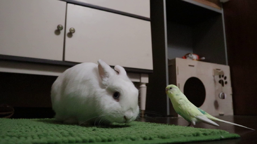 Кролик и попугай