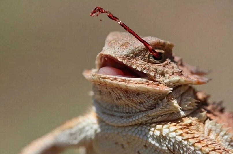 Источник www.storyblocks.com