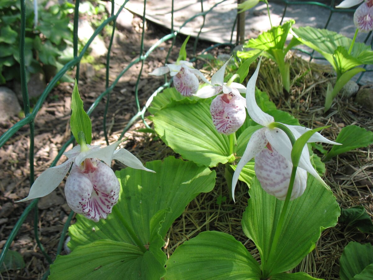 Б. Формозский (Cypripedium formosanum)