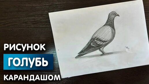 Как нарисовать голубя карандашом | Рисунок для начинающих поэтапно