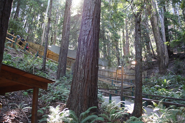 Фото взято из общего доступа в сети интернет