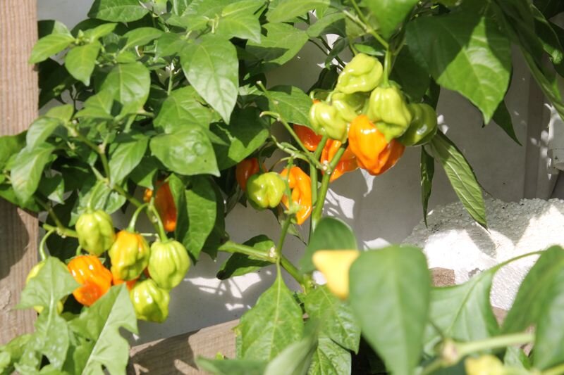 какая-то хабанера спеет