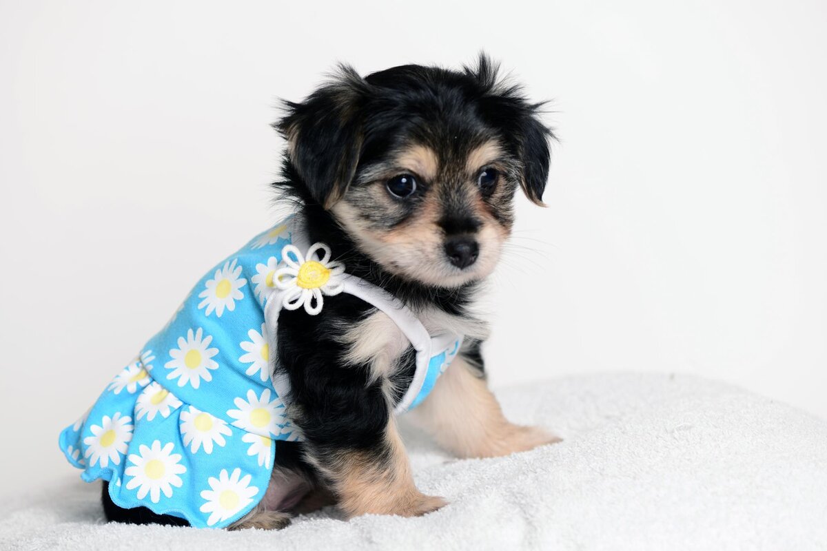 Щенок морки (Фото: https://www.flickr.com/photos/aartje/22595841837/)