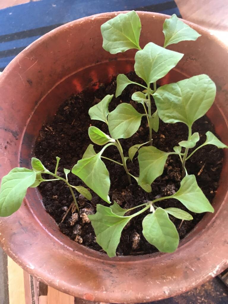 Можно ли заглублять баклажаны при посадке. Крепкая рассада баклажан. Заглубление перца при пикировке рассады. Пикировка перца по семядольные листья. Всходы рассады баклажан.