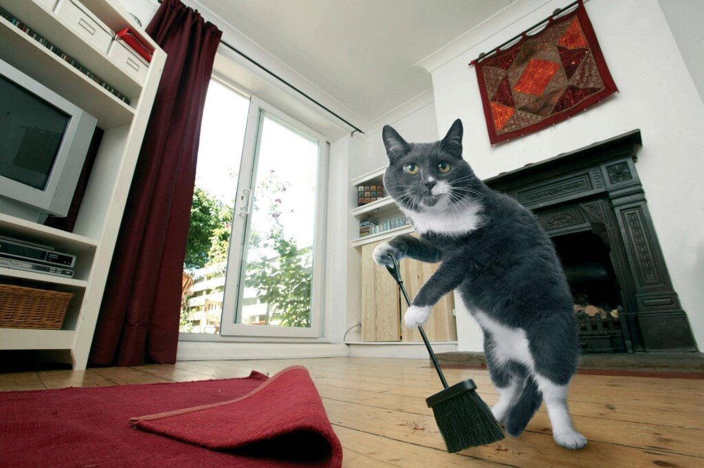 Яндекс картинки