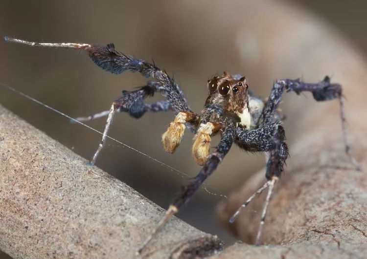 Другой паук. Portia fimbriata. Паук Порша. Portia labiata. Пауки рода Portia.