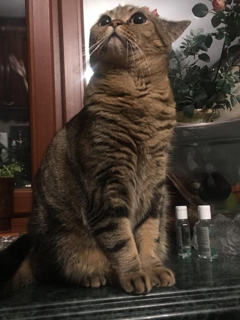 кот Бозик