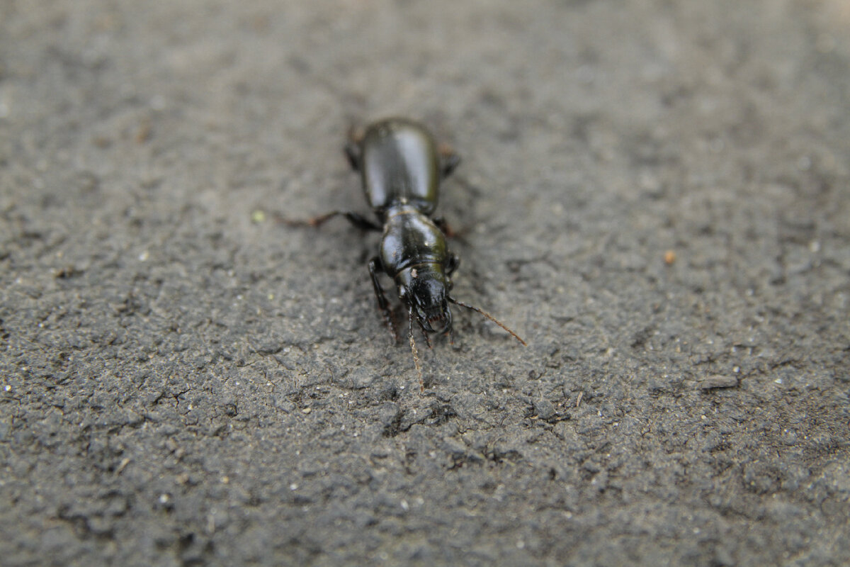 Жужелица головастая (Broscus cephalotes). Снято в Краснодаре