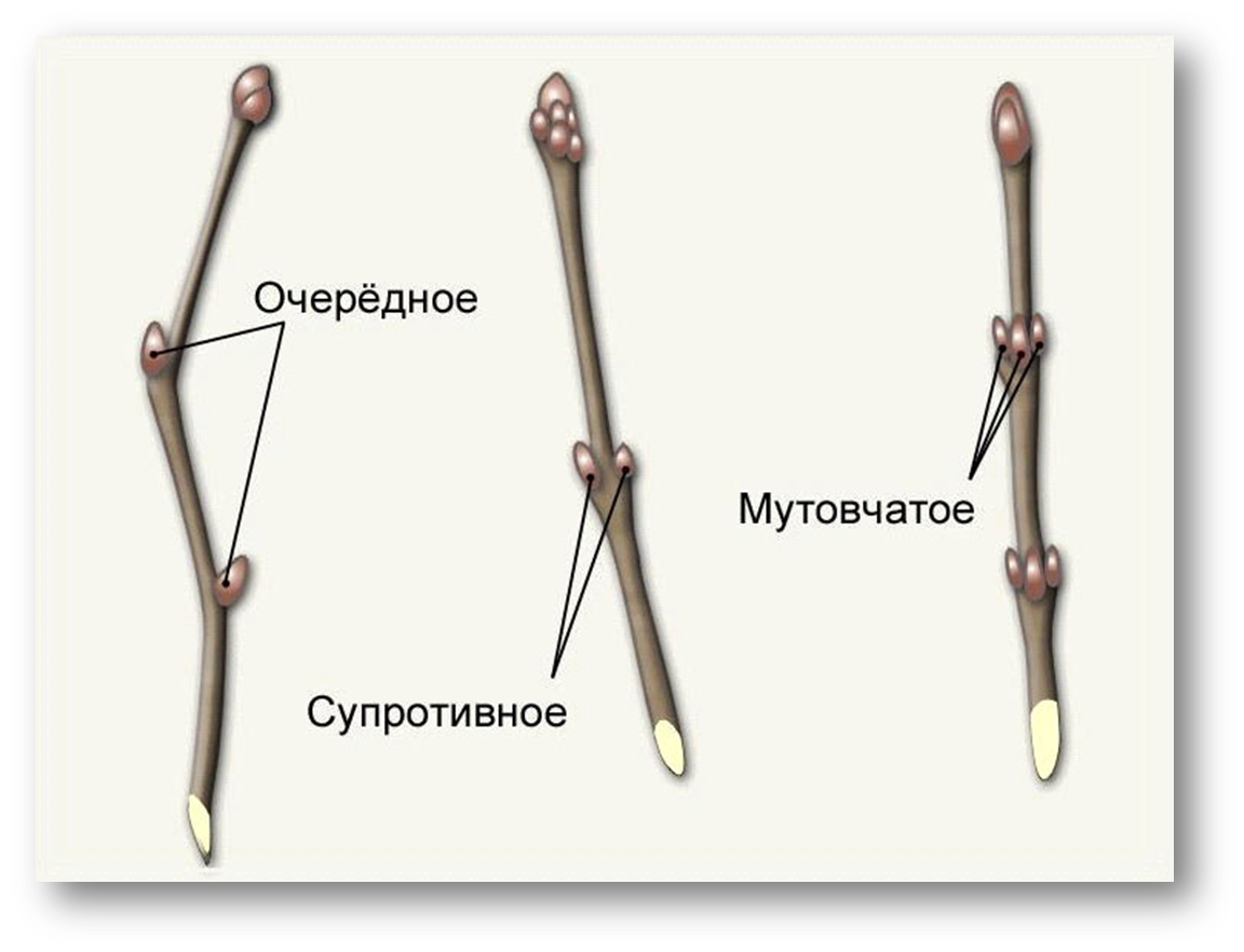 Строения листа 