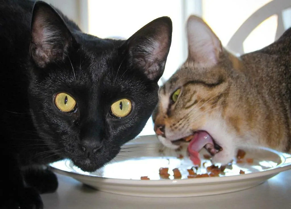 Кормить много кошек. Пищевое поведение кошки. Агрессия у кошек. Пищевая агрессия у кошек.