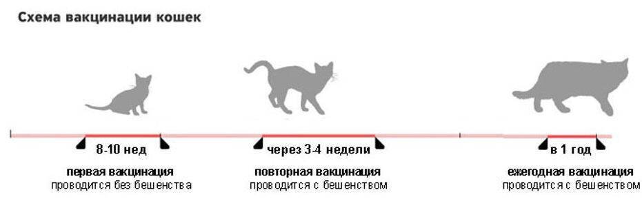 Какой кошки нужны. Схема прививок для котенка. Схема вакцинации Нобивак для кошек. Вакцины для кошек схема вакцинаций. Прививки котенку схема.