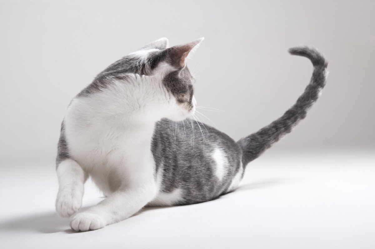 Почему кошка трясет или дергает кончиком хвоста: 5 основных причин | Четыре  лапы | Дзен
