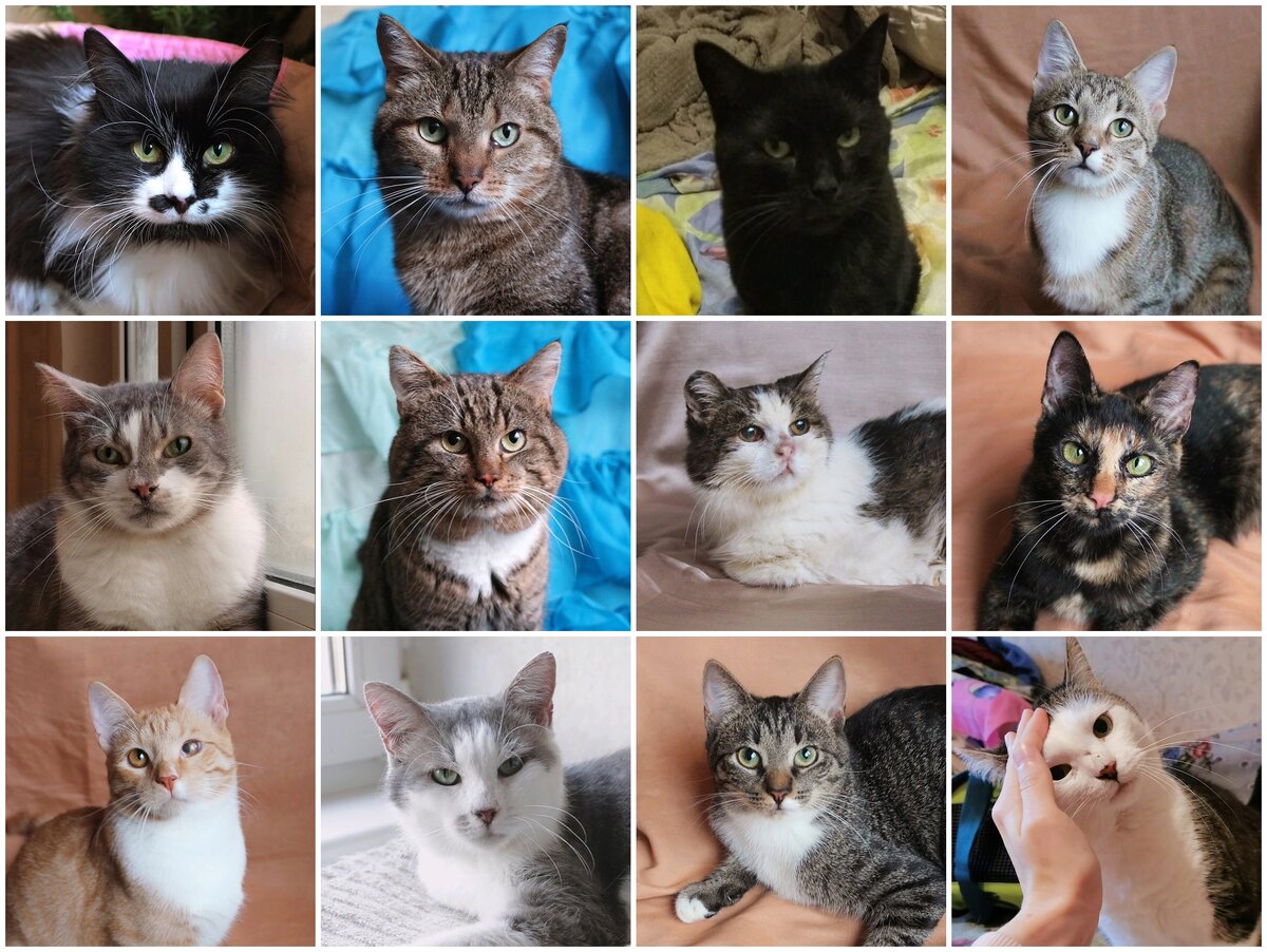 © ВСЕ ОТТЕНКИ КОШАЧЬЕГО