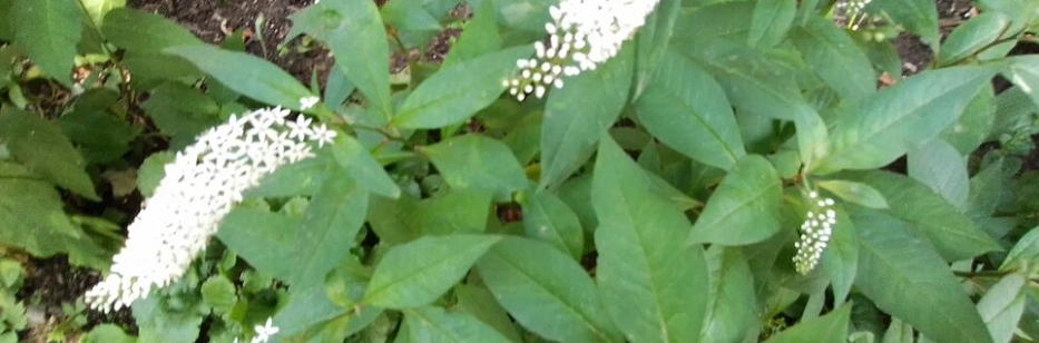 Простая жизнь