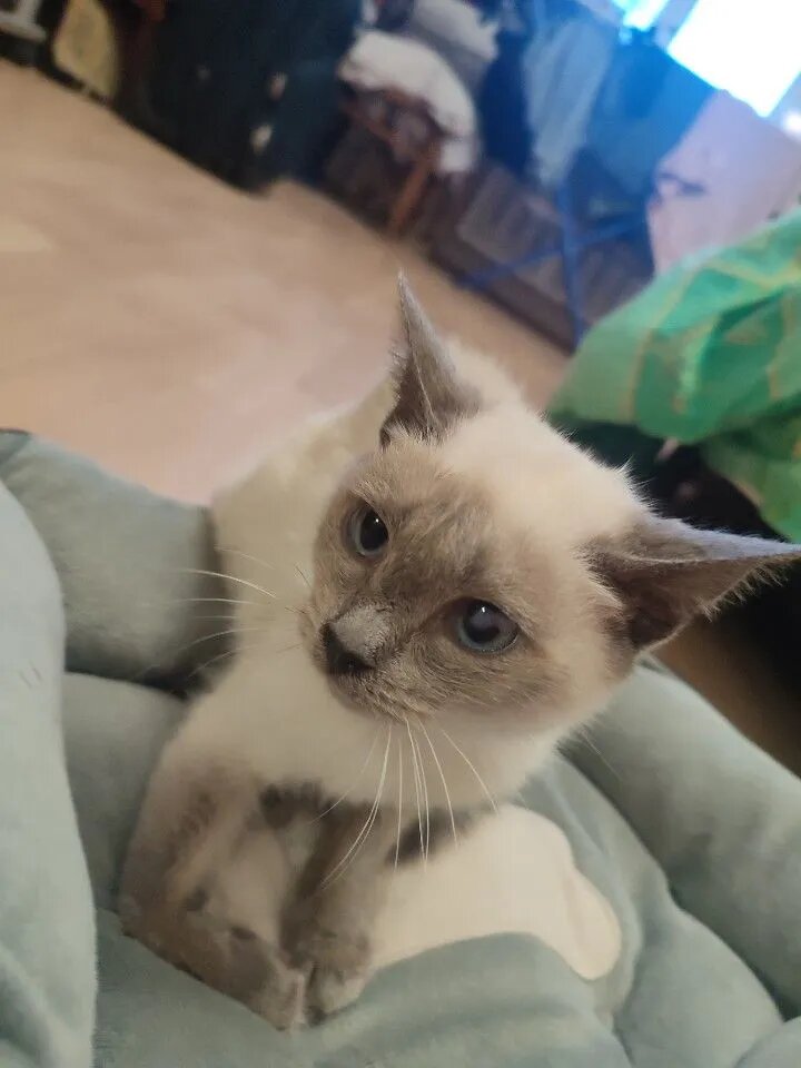 Сиамка по имени Кефирчик всё еще ищет свой дом