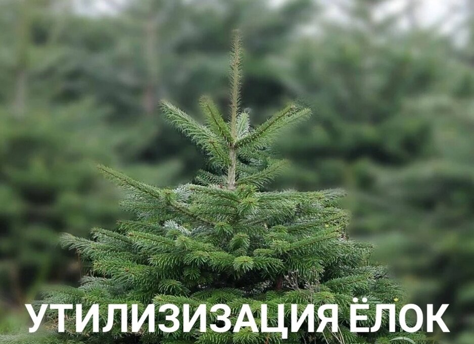    Фото из группы RECYCLE_RZN | экологич. организация ВКонтакте