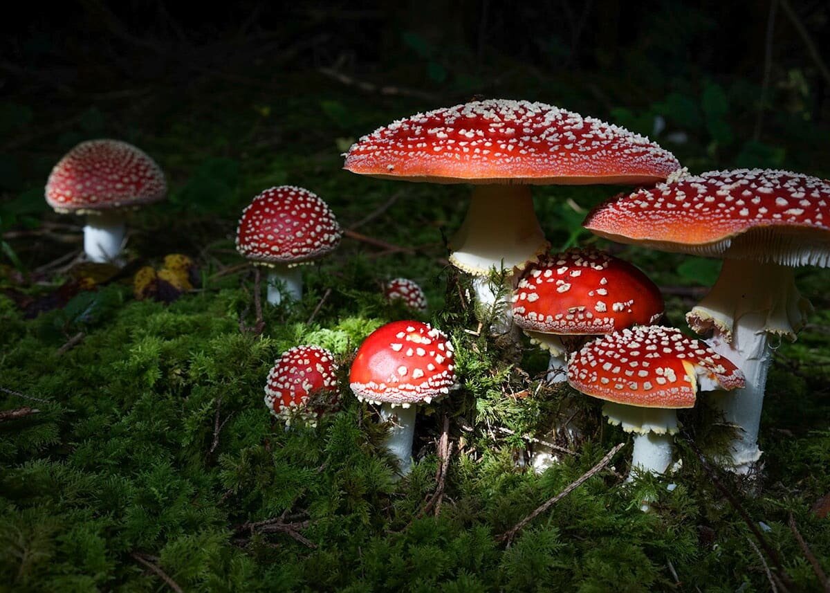 1 мухомор красный