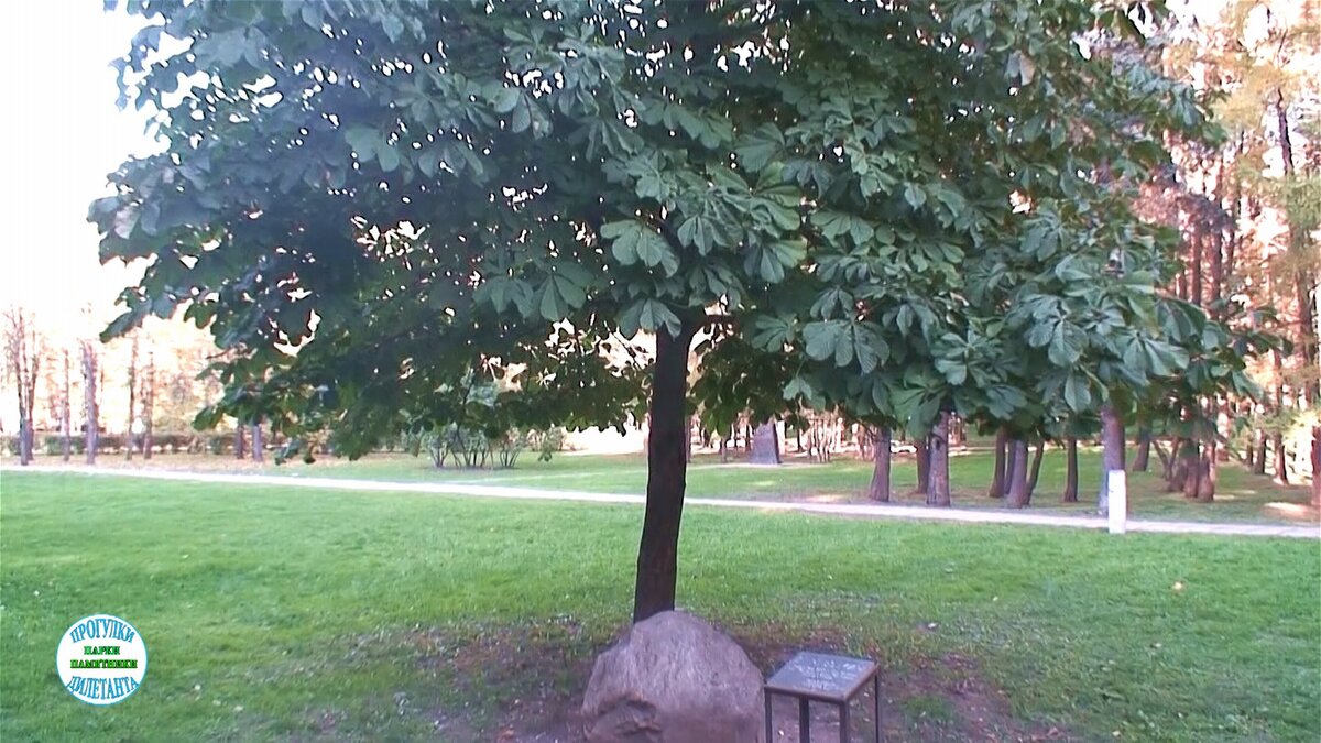 "Дерево мира"