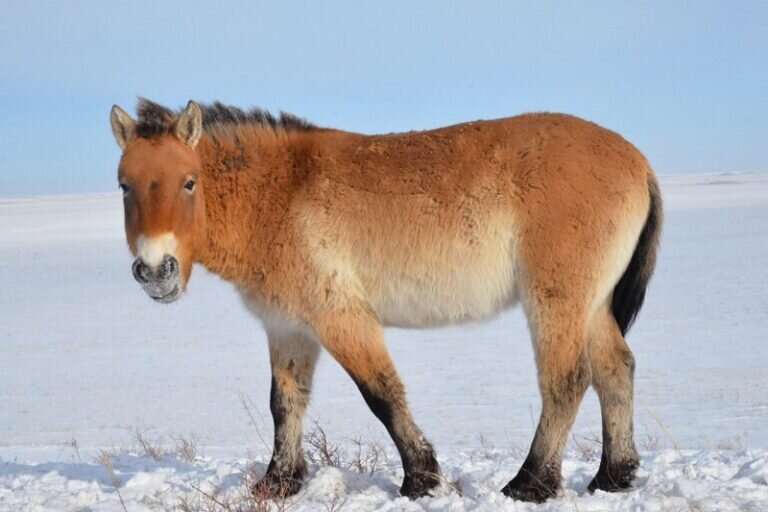    Губернатор Оренбуржья поделился фото подшефного жеребца Скифа Марина Шарт