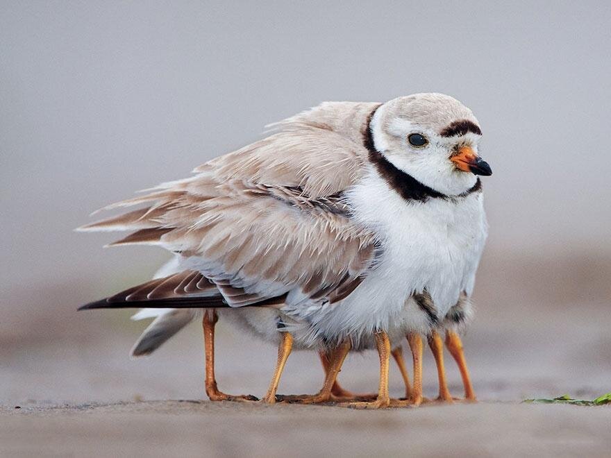     -     !
