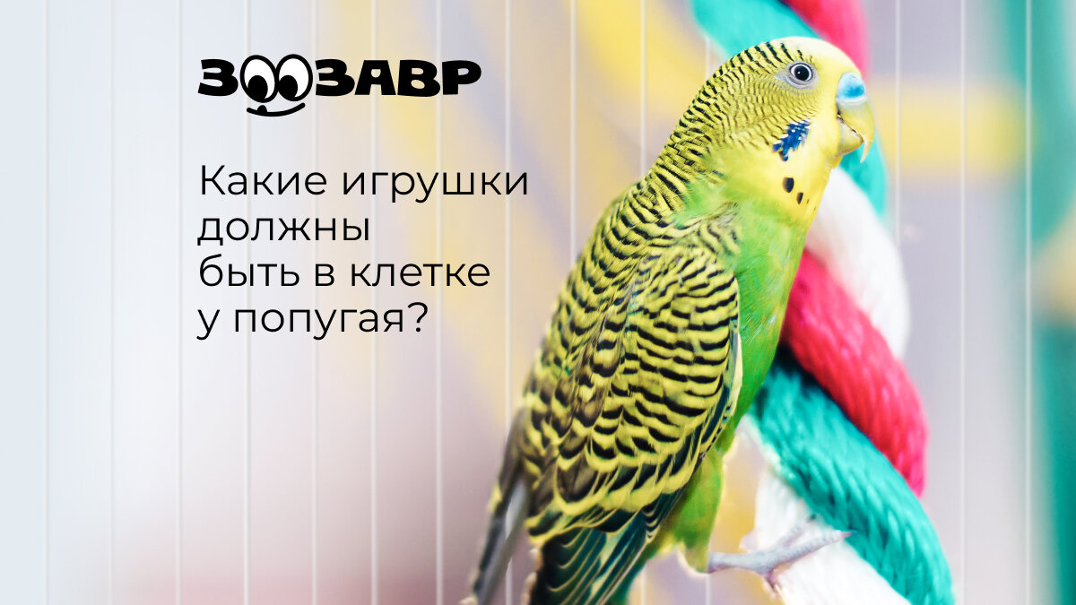 Зачем нужны игрушки для попугаев и как их выбрать?