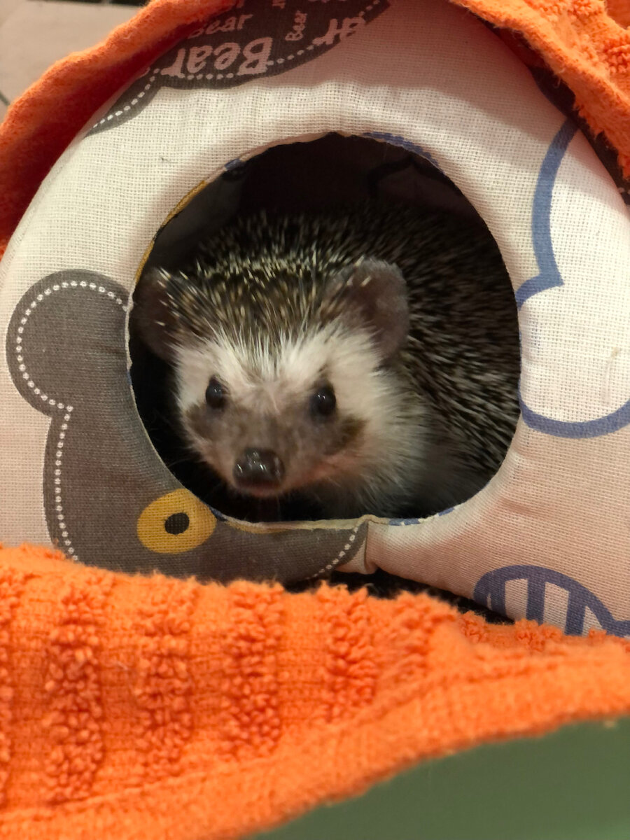 Африканский ёжик Шурик 